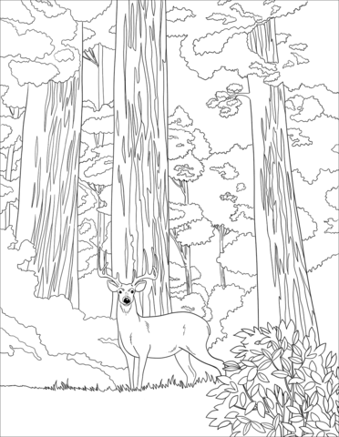 Mule Deer In Sequoia Forest Coloring Page